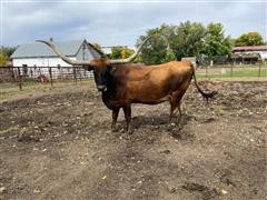 Longhorn 14YO Bred Cow 