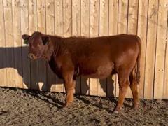 LTH Izzie E7916 033L Red Angus Replacement Heifer 