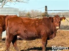 9) Red Angus 1st Calf Bred Heifers (BID PER HEAD) 