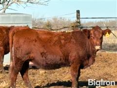 9) Red Angus 1st Calf Bred Heifers (BID PER HEAD) 