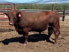 4 Year Old - Red Angus Bull (Oscar) 