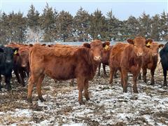44) Blk-Rd Angus Crossbred Feeder Heifers (BID PER LB) 