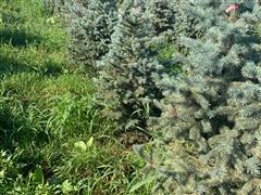 Blue Spruce Trees 