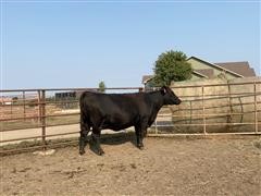 1) Reg. Angus 4YO Fall Bred Cow (Nemaha Tinka 8093-272) 