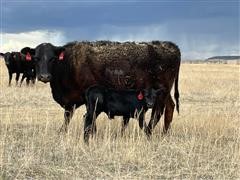 1) Broken Mouth Registered Angus Pair 