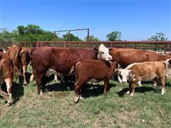 8) 3-6 YO Hereford Pairs (BID PER PAIR) 