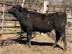 Purebred Wagyu Bull 02 