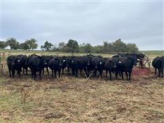 10) Commercial Black Bred Cows (BID PER HEAD) 