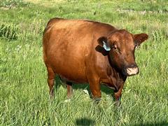 1) 7 YO Registered Red Angus Bred Cow 