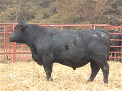 Lot 9 - CF Conquest 22054 (2 YO Angus) 