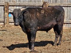 O/X SABURO ATO K106 ET Registered Wagyu Bull 