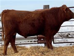 SSTOCK 202 (2 YO Red Angus Bull) 