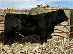 YR A31 (Commercial PB Simmental) 