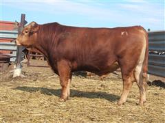 MELLOTT RANCH H703 (3 Year Old/Heifer Bull) 