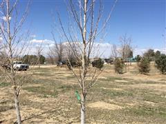 Plains Cottonwood Trees 