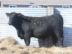 SWC Admiral 4919 Angus Yearling Bull 