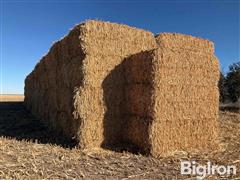 3x4 Large Square Bales Of Forage Sorghum GW-475 BMR 