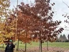 Nothern Red Oak Trees 