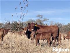 10) Red Angus True Fall 2nd Calf Heifer Pairs (Sired By Cross Diamond & Beckton) (BID PER PAIR) 