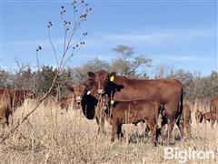 40) Red Angus True Fall 2nd Calf Heifer Pairs (Sired By Cross Diamond & Beckton) (BID PER PAIR) 