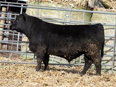 Steffview Patriarch L3155 (PB Angus) 