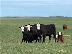 Angus-Hereford Heifer Pairs W/1/2-1/4 Akaushi Calves (BID PER PAIR) 