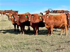 7) Red Angus Bred Heifers (Pregged W/Bull Calves) (BID PER HEAD) 