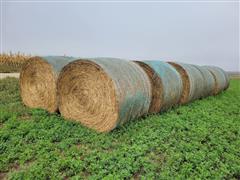 3rd Cutting Alfalfa 