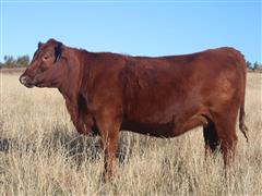 SCMH TIANA 251 Red Angus Bred Heifer 