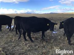 4) Reg. Blk Angus Comin' 3YO & 5YO Bred Cows (BID PER HEAD) 