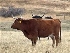 items/660f43cadb4fec11a3ee0003fff90bee/reg.bredcorrientecows_ccd47c1b6bc041759e7245b2e21ba3b1.jpg