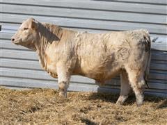 Lot 13 - MR IKE Pinnacle 3255 