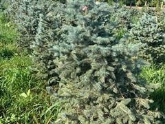 Blue Spruce Trees 