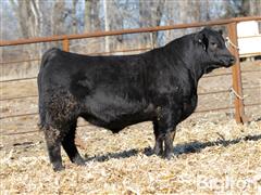 Lot 9 - Patriarch 2006 % Simmental Bull 