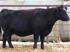 5) 6 YO APEX SimAngus Bred Cows (BID PER HEAD) 