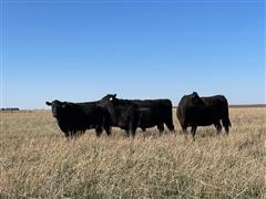 8) 3-5 YO Comm. Black Fall Bred Cows (BID PER HEAD) 