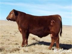 LOT 03 FLATIRON PWERBALL 479 Red Angus Bull 