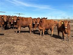 9) Red Angus Bred Heifers (Bred Red Angus) (BID PER HEAD) 