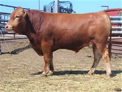 MELLOTT RANCH J4216 (2 Year Old/Heifer Bull) 