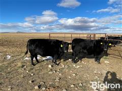 4) Reg. Blk Angus Comin' 3 YO And 3- Comin' 5YO Cows (BID PER HEAD) 