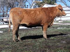 Brown Liberty H3161(4 YO F1 Akaushi Bred Cow Due With An F2 Calf) 