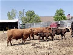 7) 3rd Calf Blk & Red Angus Pairs (potential 3 In 1) (BID PER PAIR) 