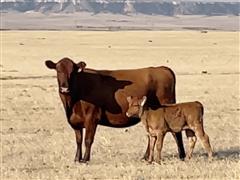 40) 510 Lbs Red Angus 50% - Akaushi 50% Heifers (BID PER LBS) 