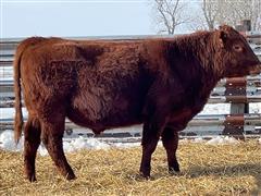 RED STOCKMAN 2040 (18 Month Red Angus Bull) 