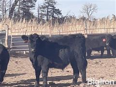 100) 70% Angus Cross 30% Red Angus Steer Calves (BID PER LBS) 