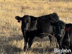 87) Angus Crossbred Steer Calves (BID PER LBS) 