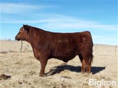 LOT 02 FLATIRON TITAN 473 Red Angus Bull 