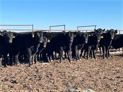 33) Blk Angus Steers (BID PER LB) 