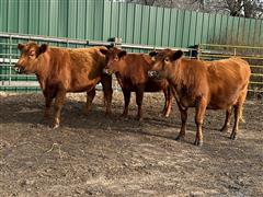 6) Reg. Red Angus(2nd Calvers) (BID PER HEAD) 