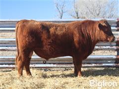 LOT03 STOCKMAN ZODIAC 319 2YO BULL 